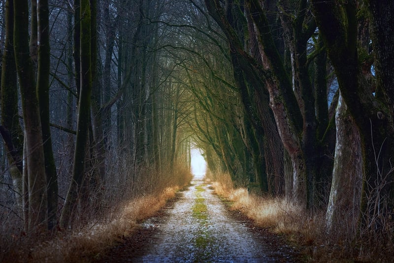 Forest Fairytale